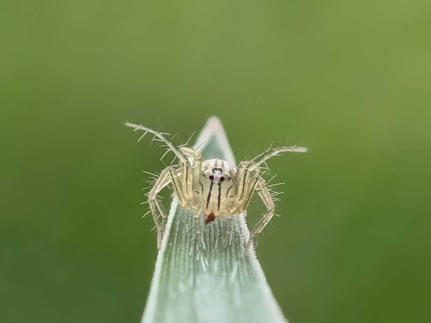 Oxyopes salticus