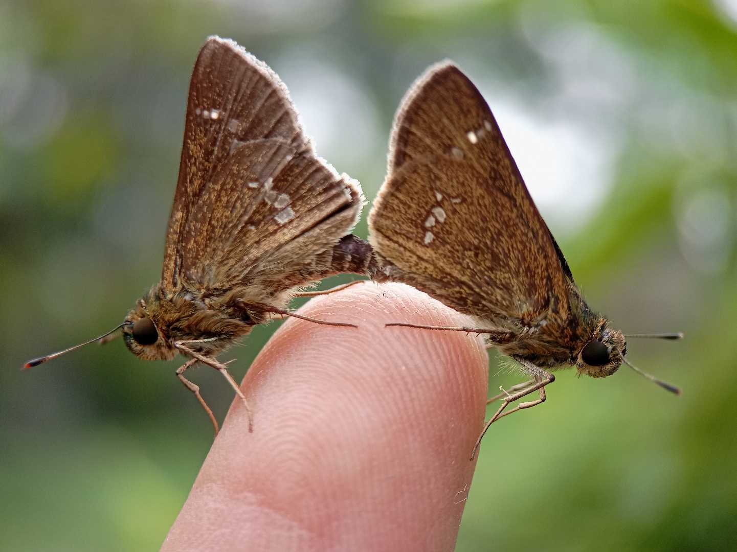 Hesperiidae