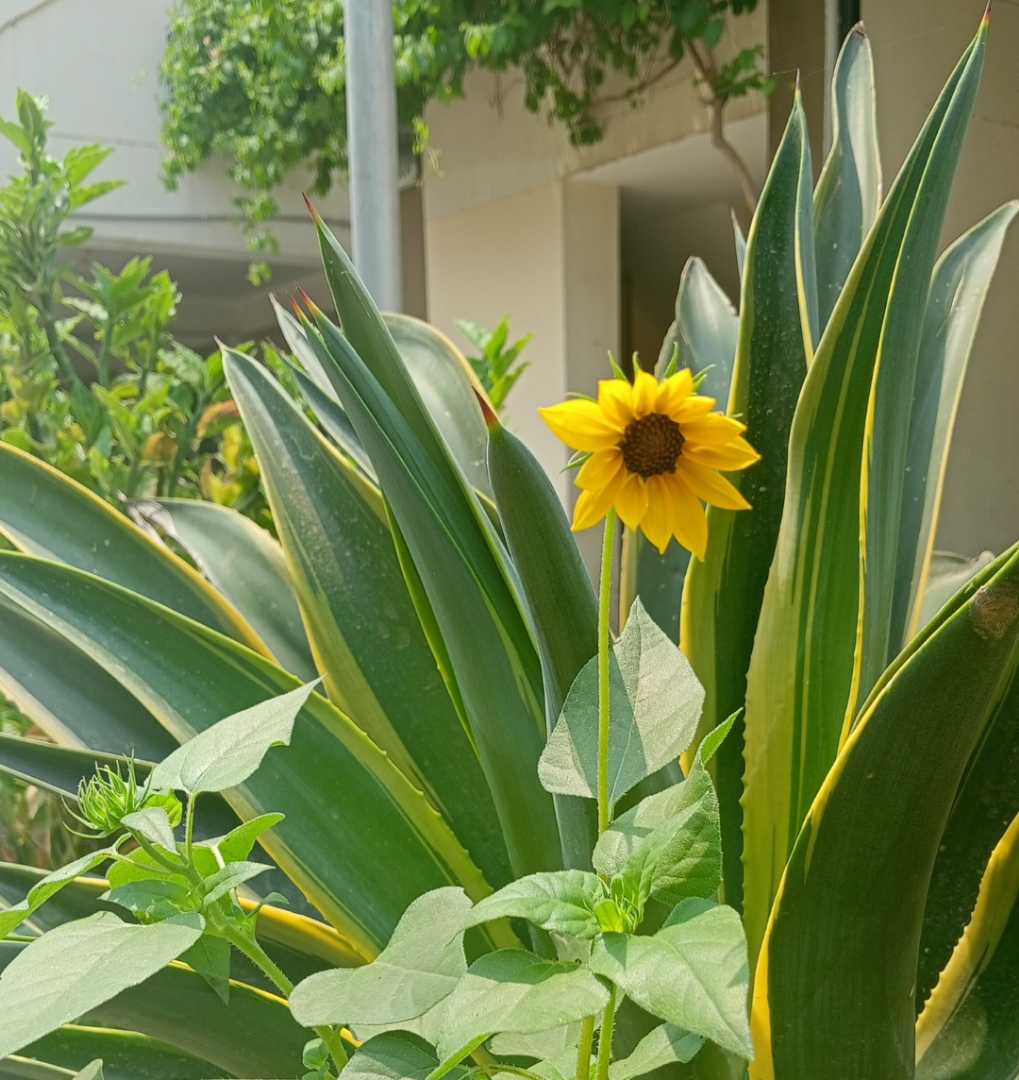 Blooming with Sunflower Love🌻❤️