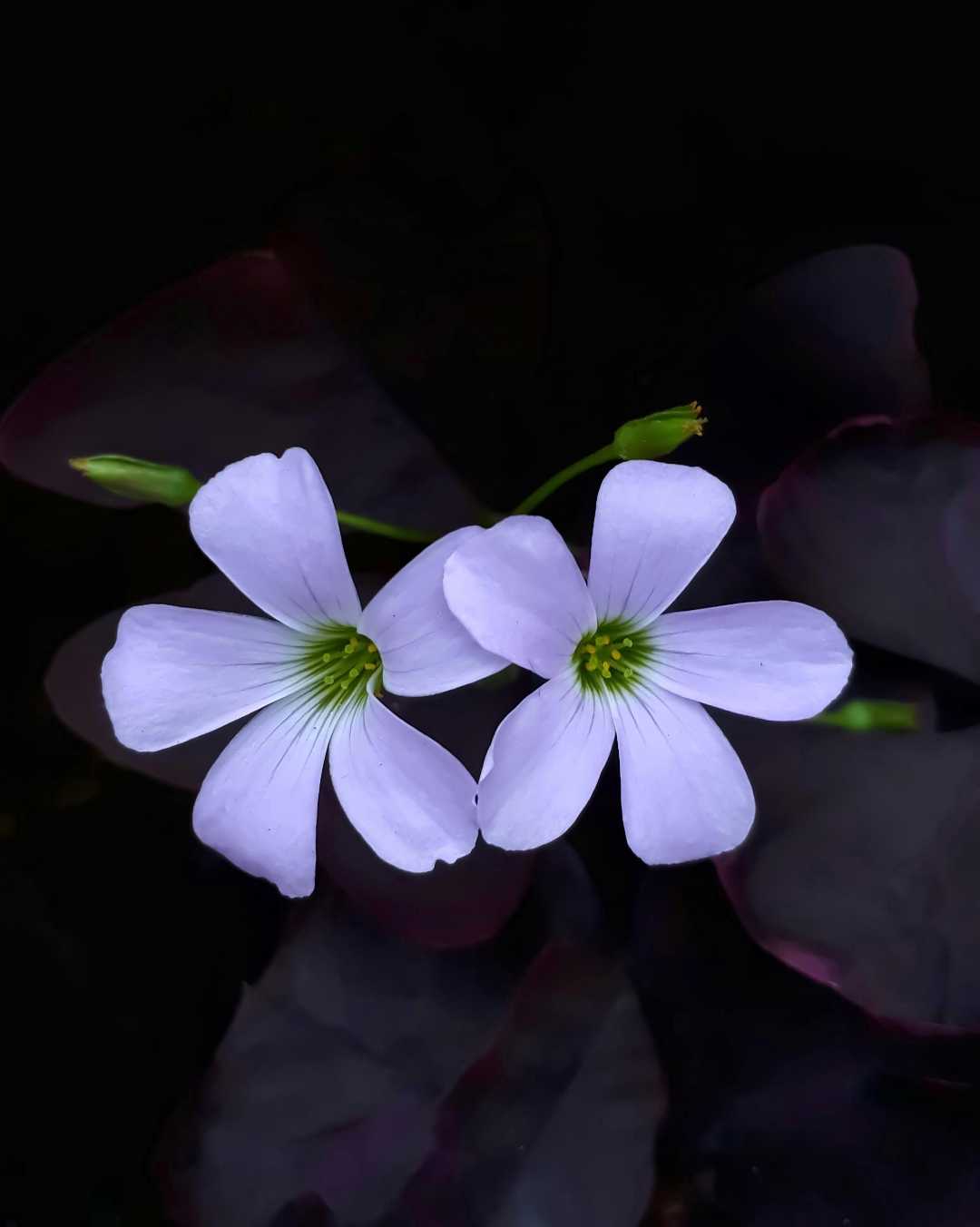 Bunga Kupu-kupu (Oxalis Triangularis)