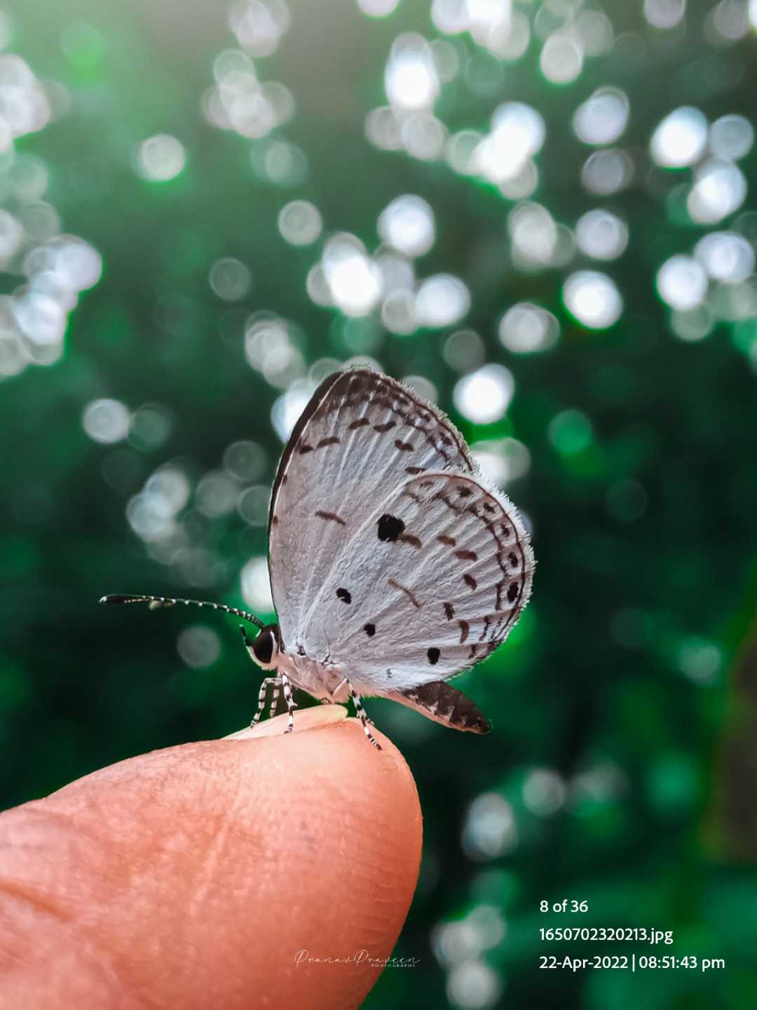 BUTTERFLY 🦋