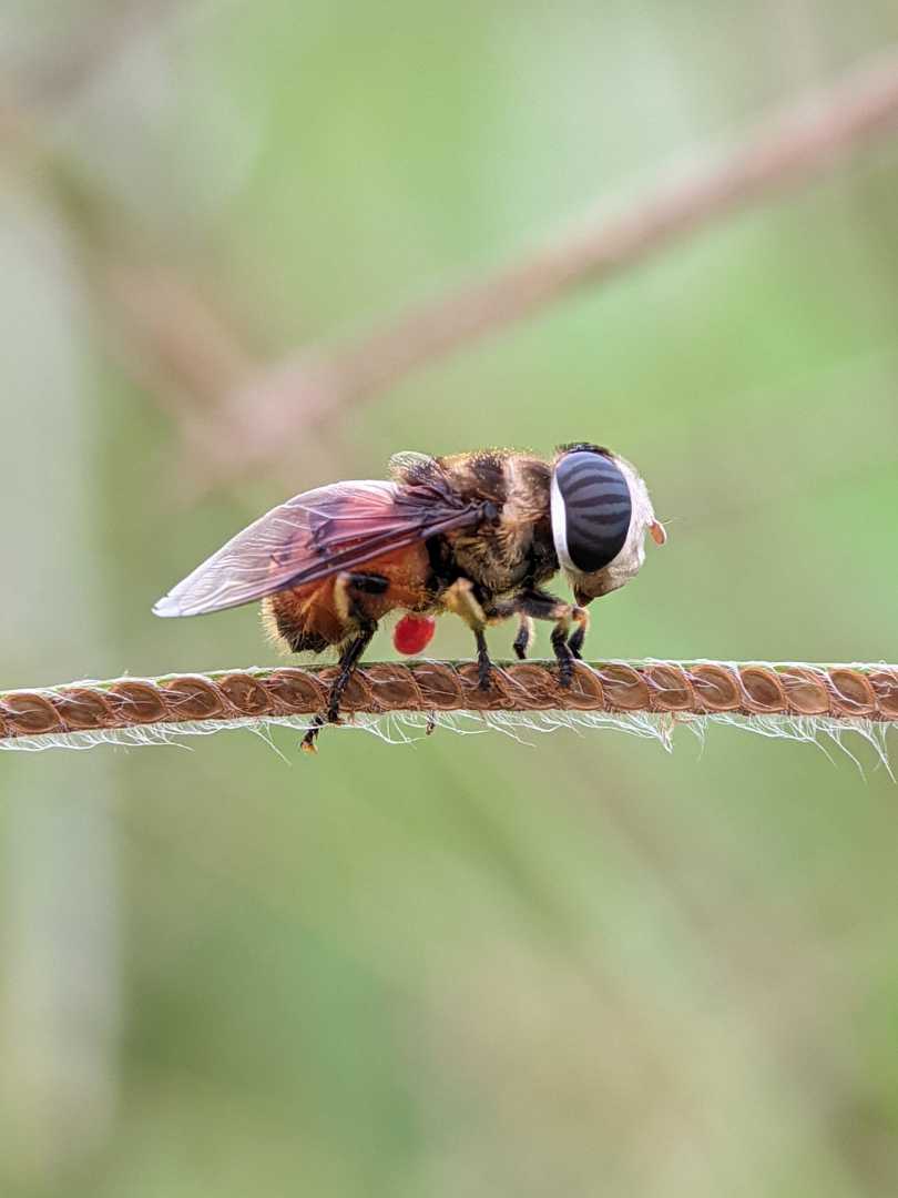 Palpada