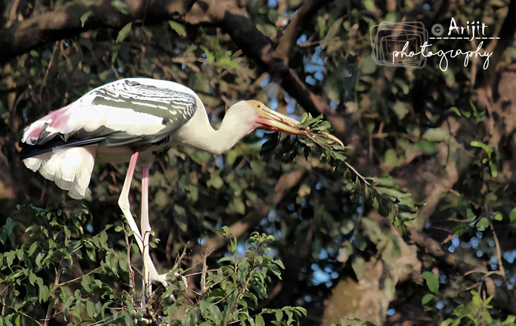 Birds are the beauty of nature . 