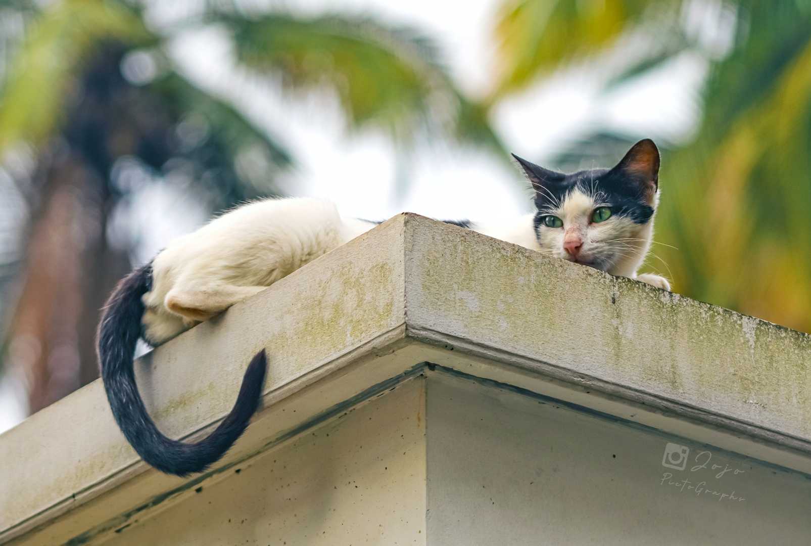 Cats and Their Obsession 