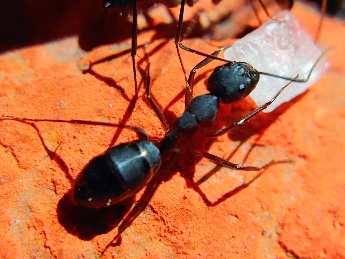 Ant