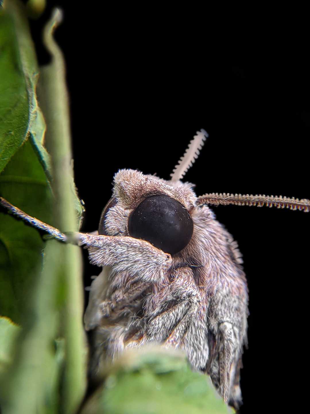hawk moth