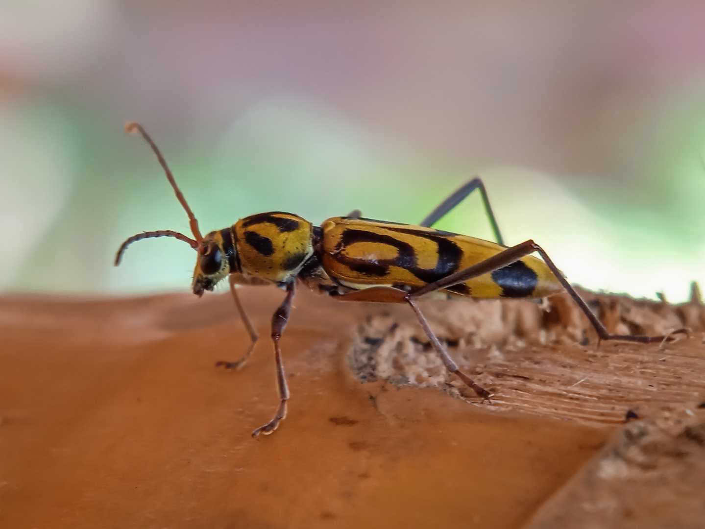 Chlorophorus
