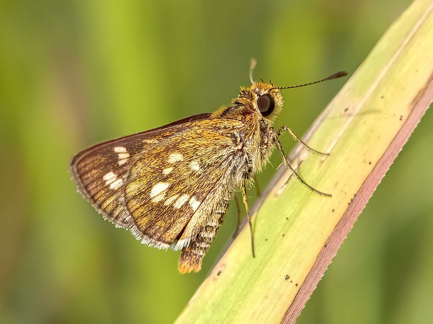 Polites peckius