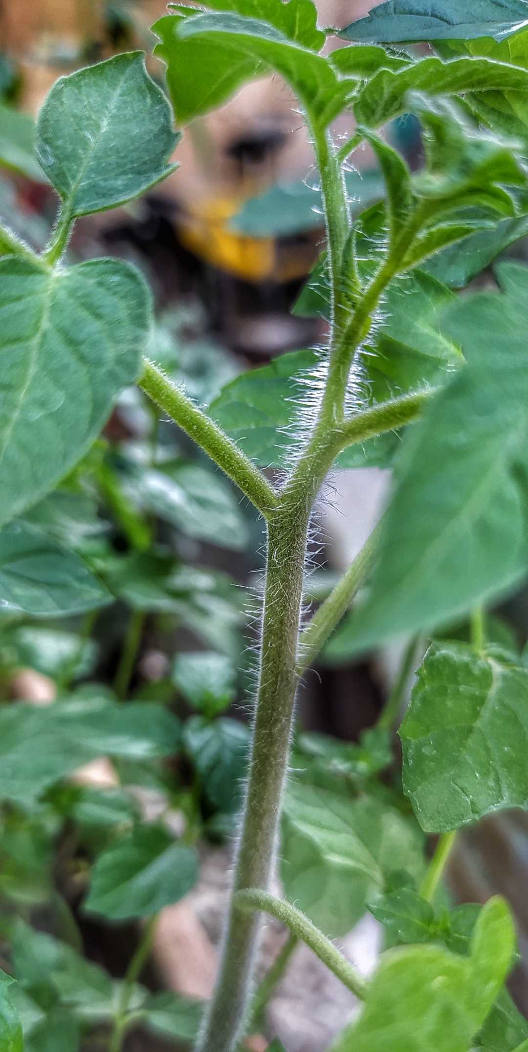 Domates fidesi 🍅
