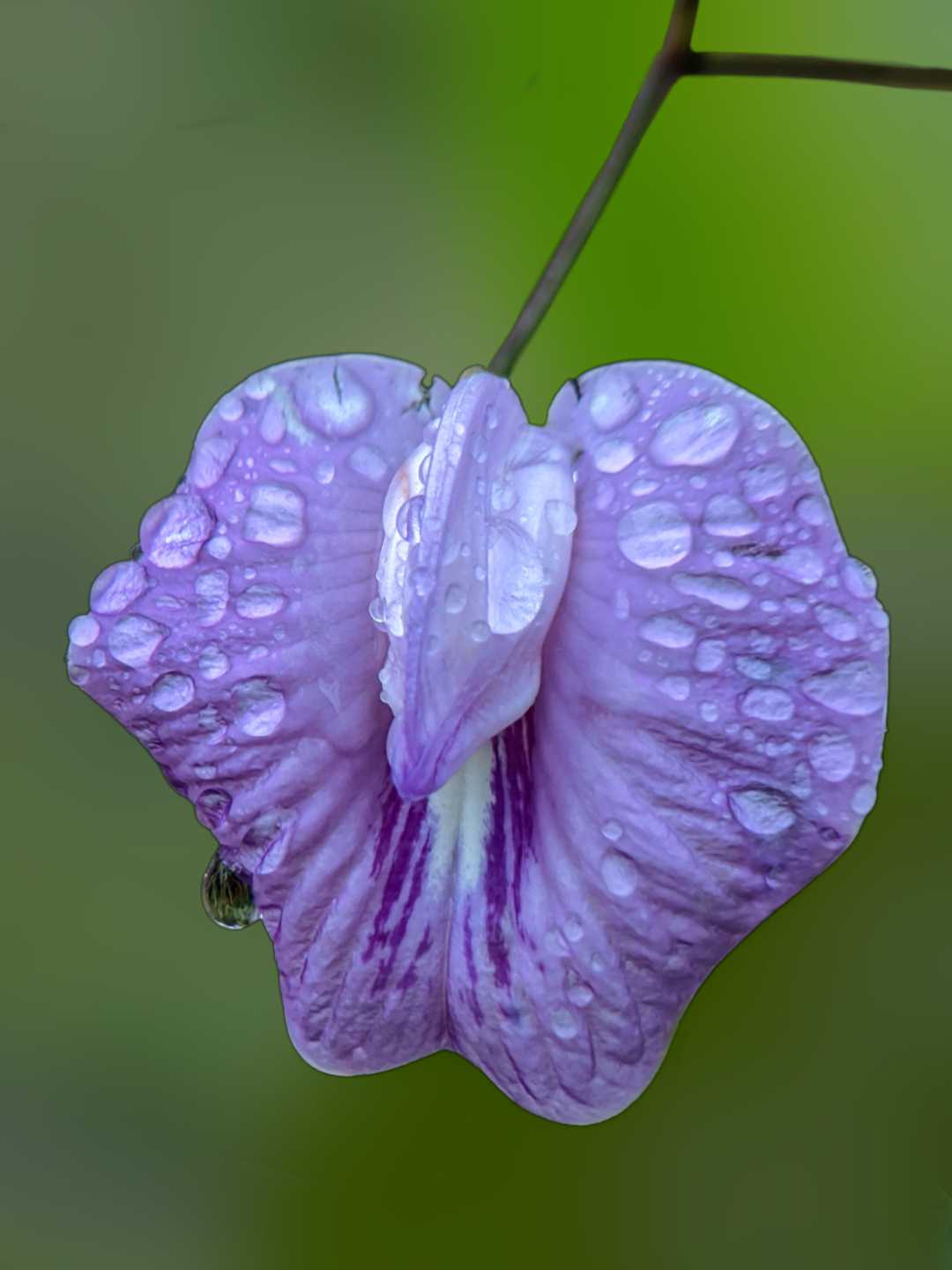 Centrosema virginianum