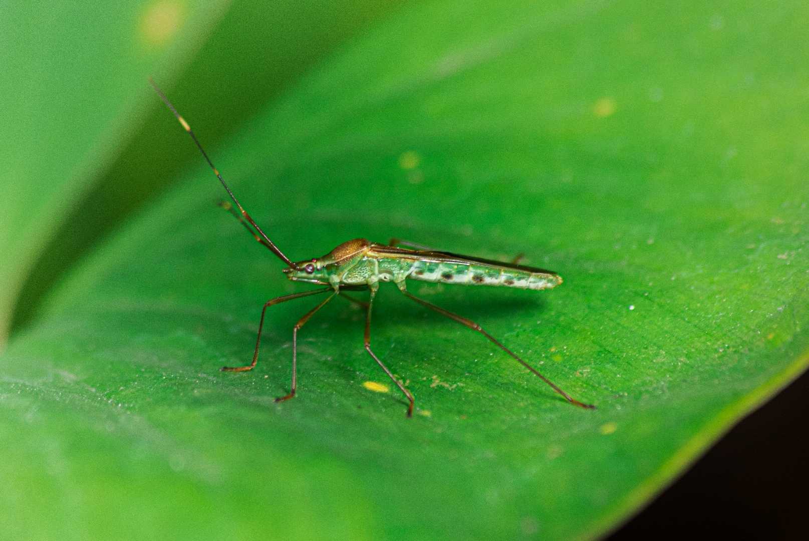 Leptocorisa