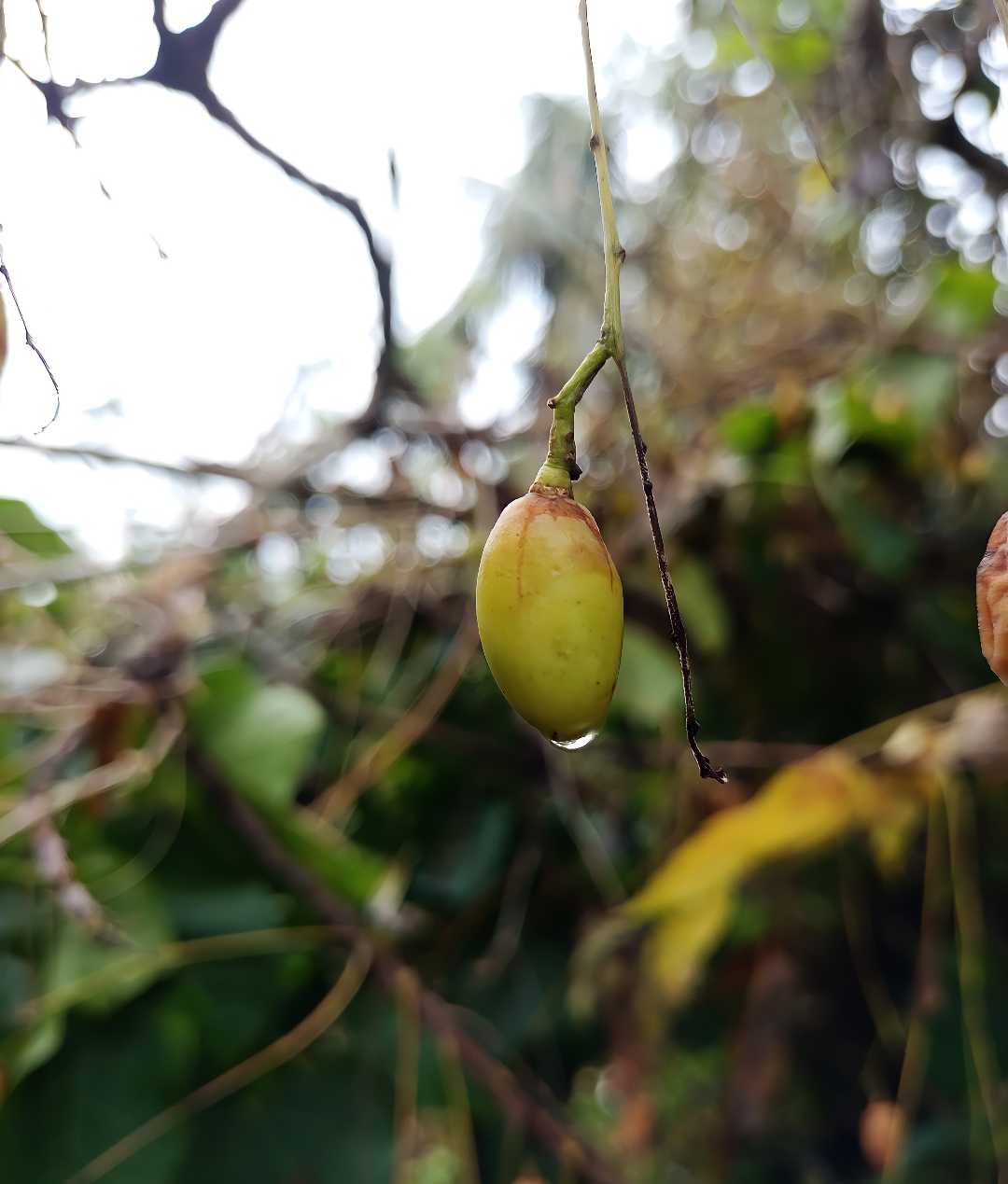 Guess the Fruit?!!