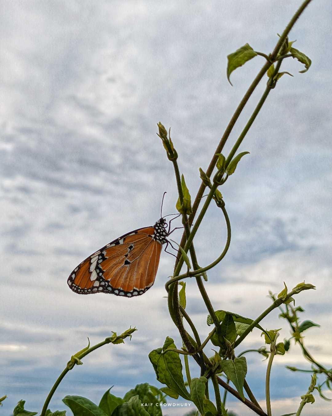 Delicate like a butterfly. 🦋