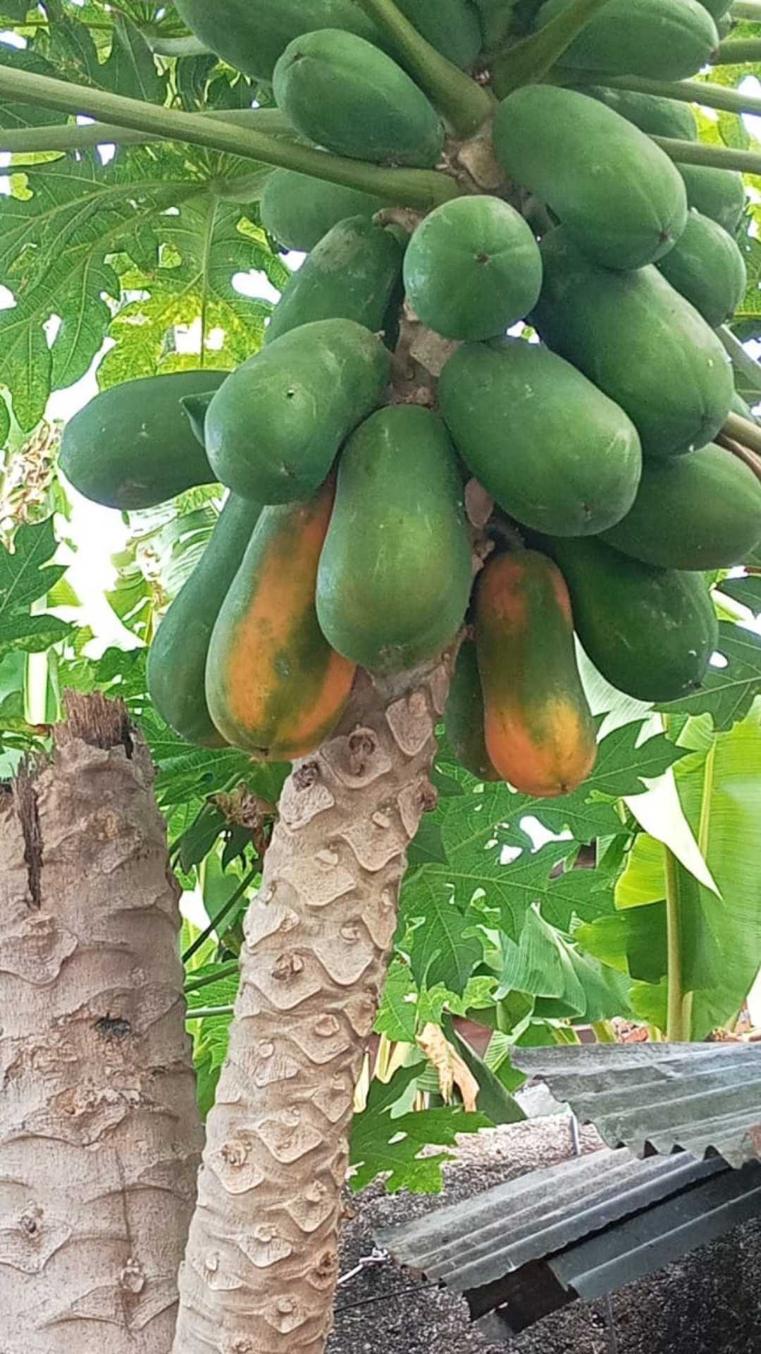 biah pepaya