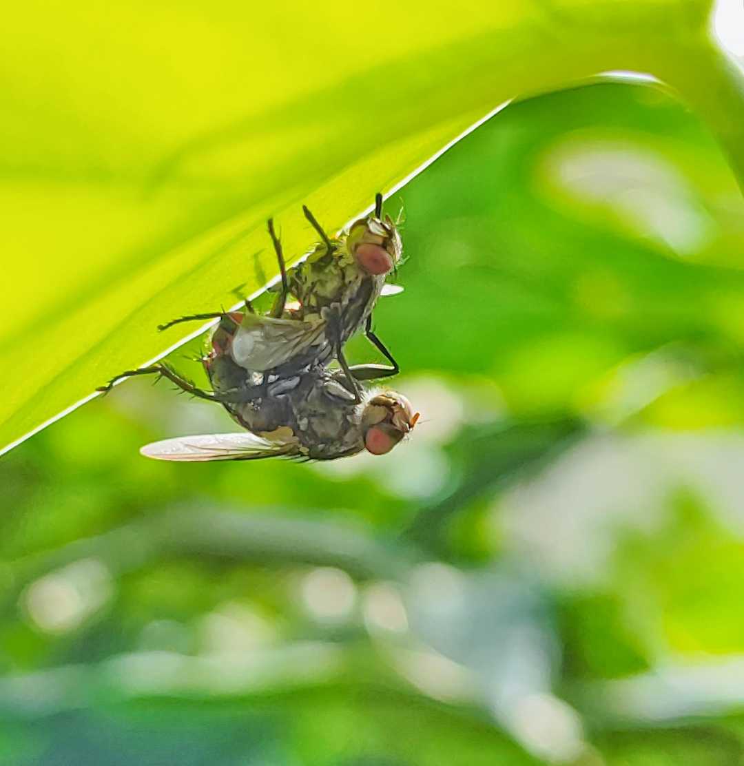 Lalat