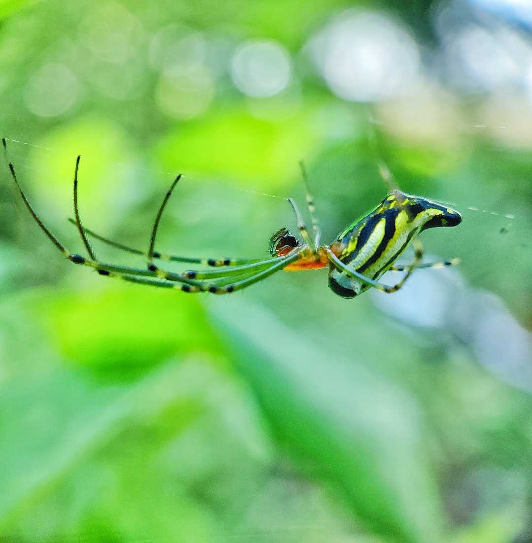 Spider 🕷️🕸️