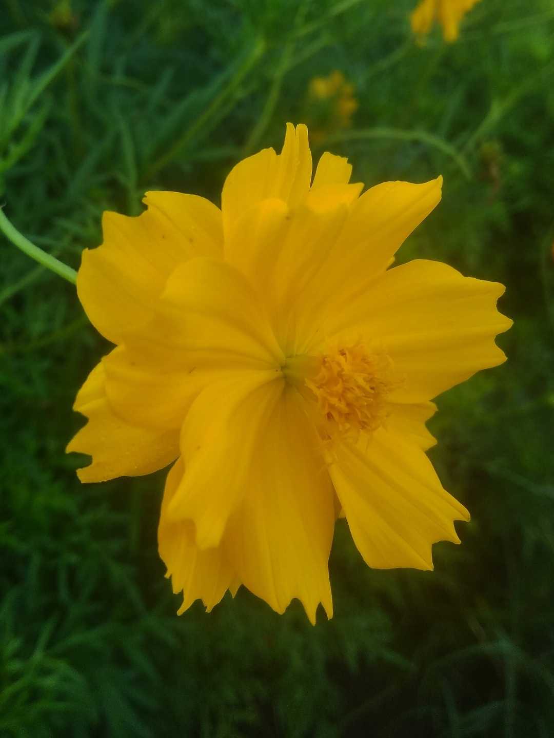 Cosmos Kenikir
