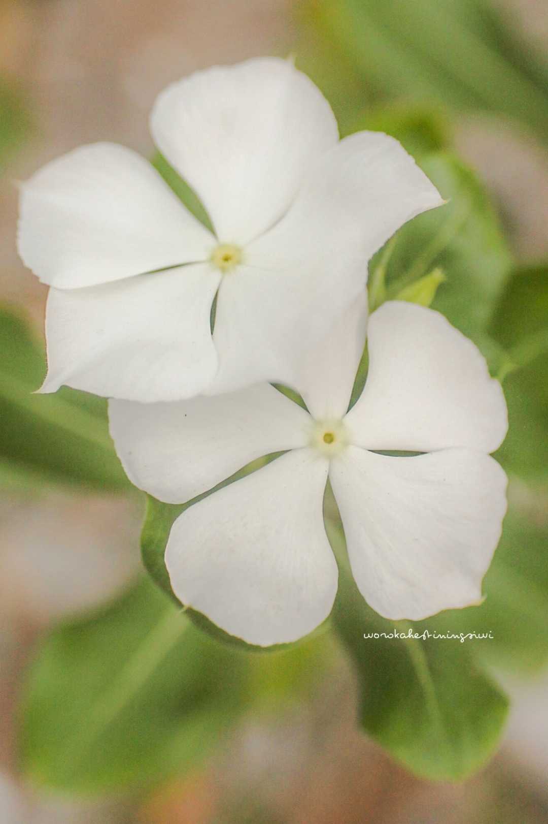 Nature