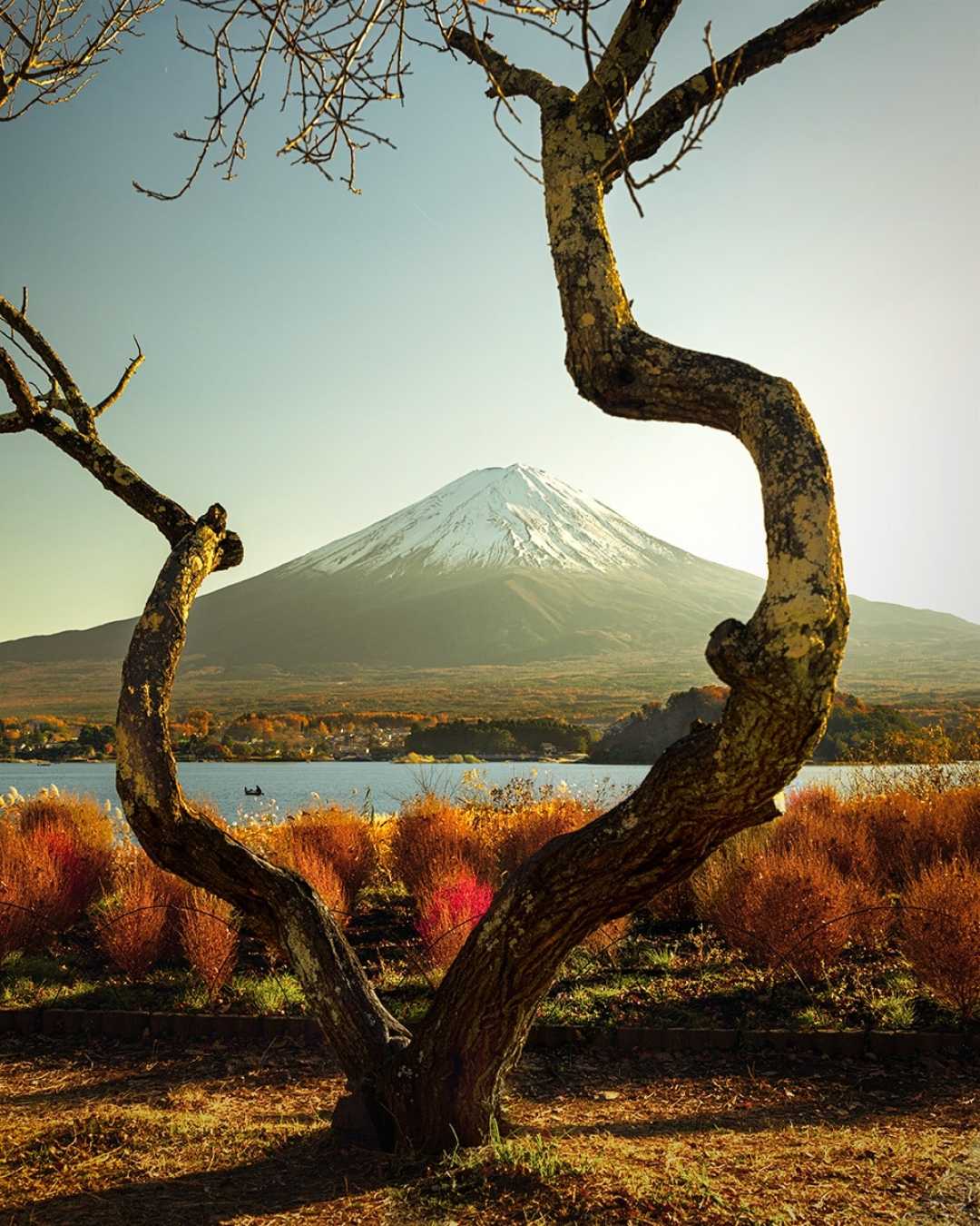 love tree framing