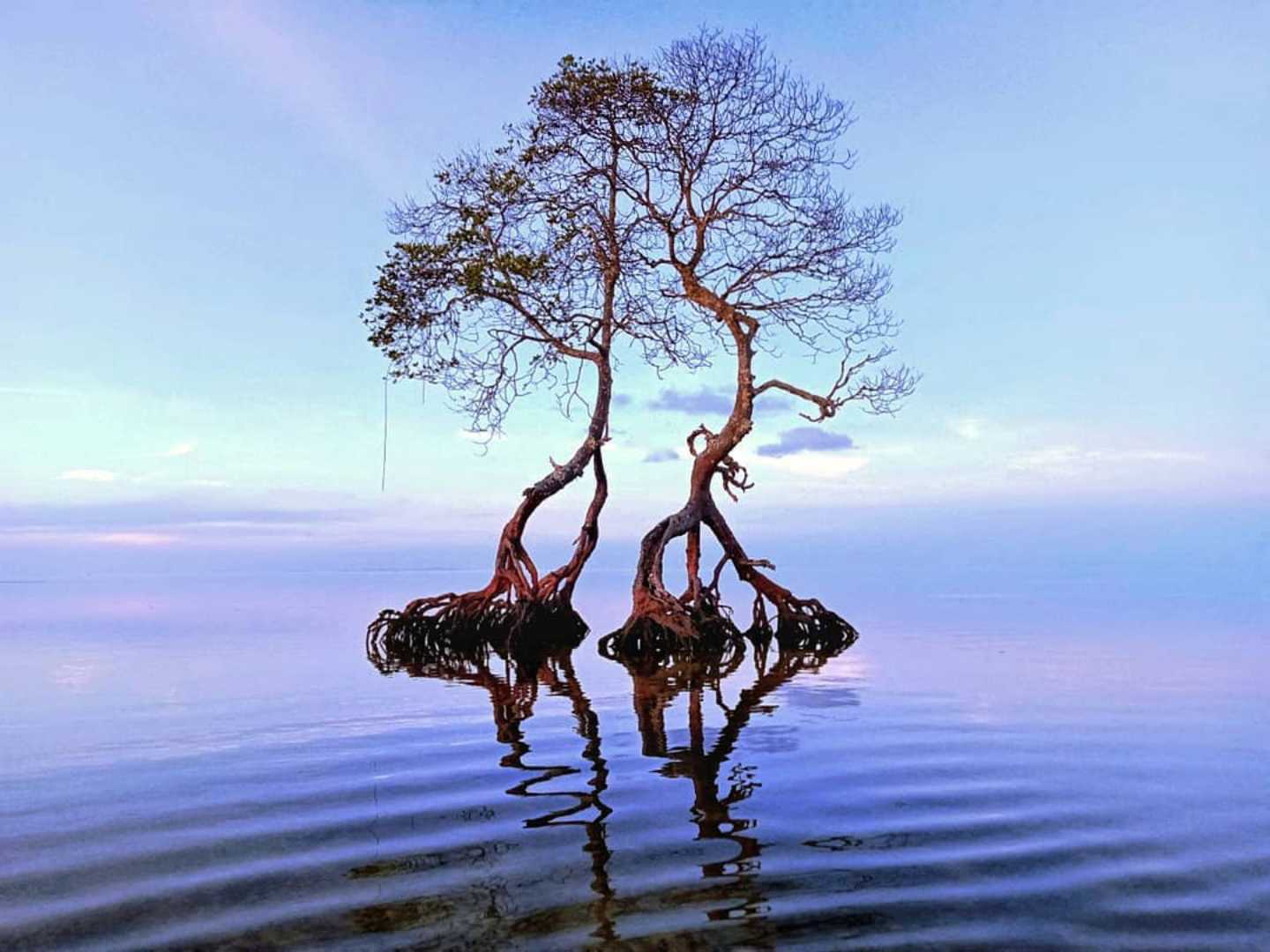 Mangrove
