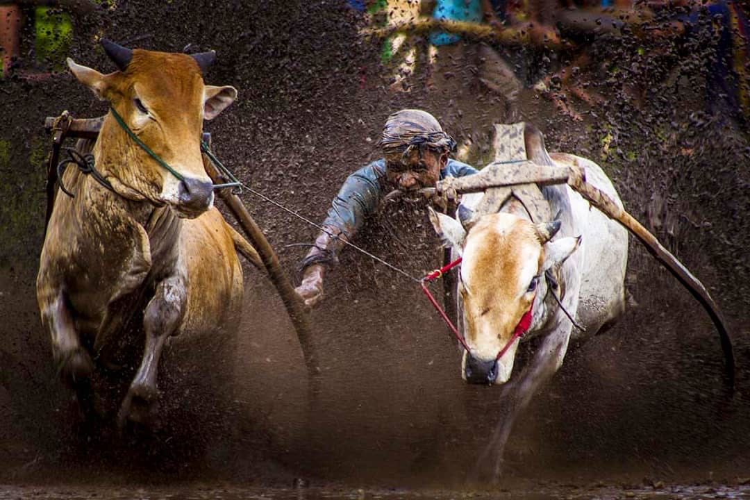 Pacu Jawi