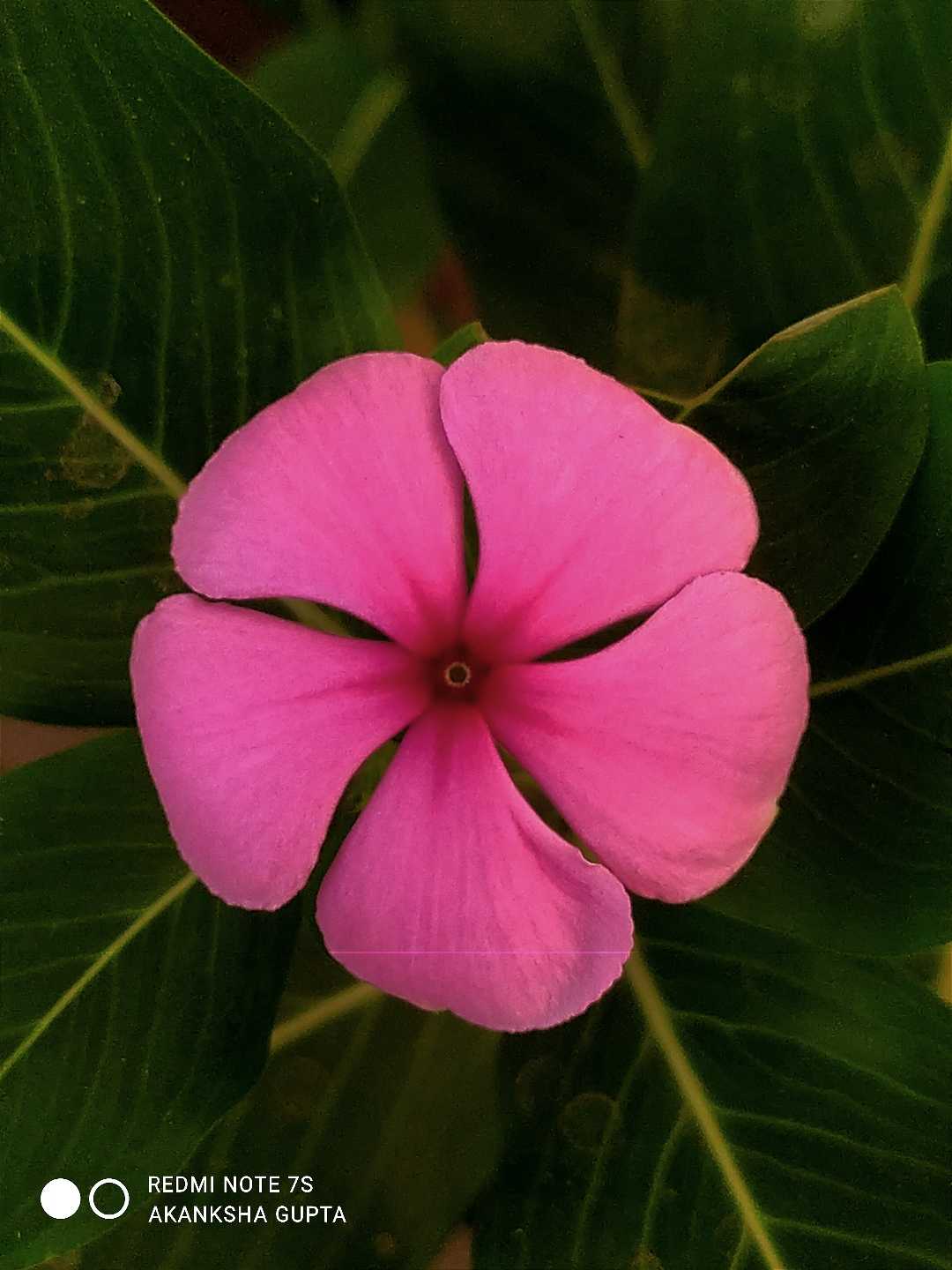 pink flower 🌸 mobile photography 📸