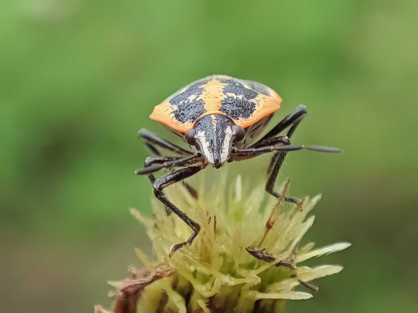 Heteroptera