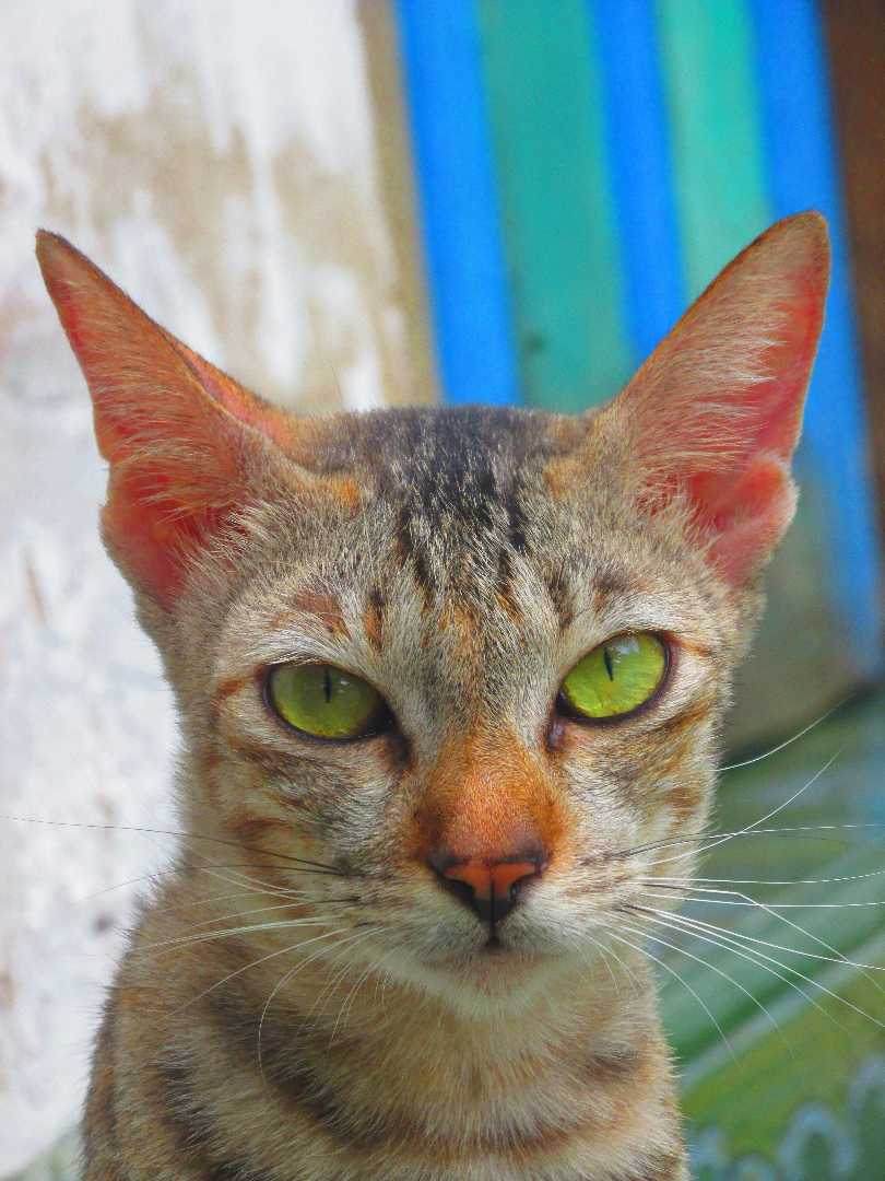 the cat