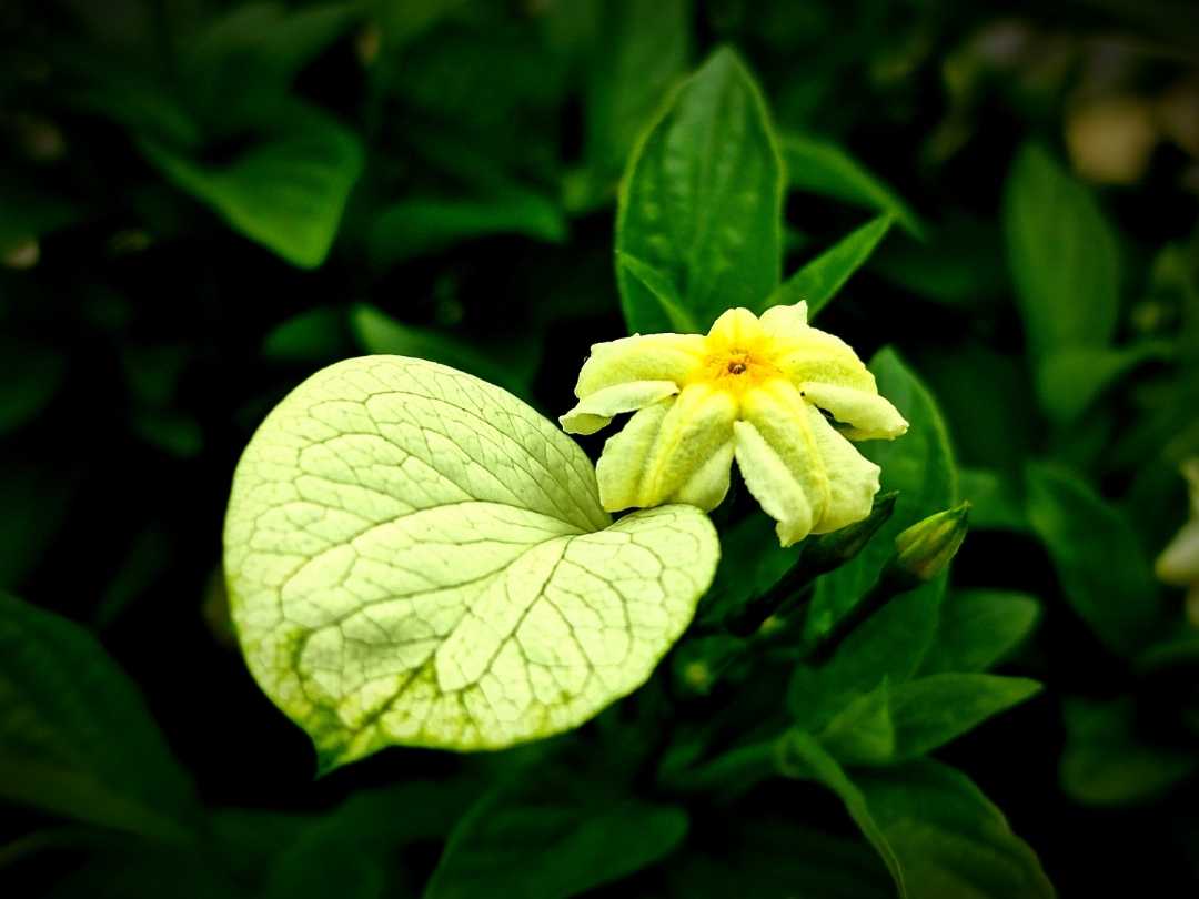bunga kuning