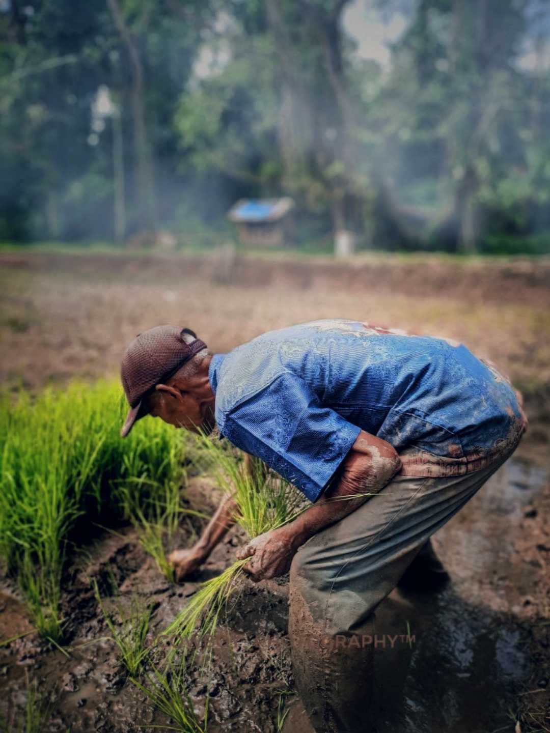CARA MENANAM PADI