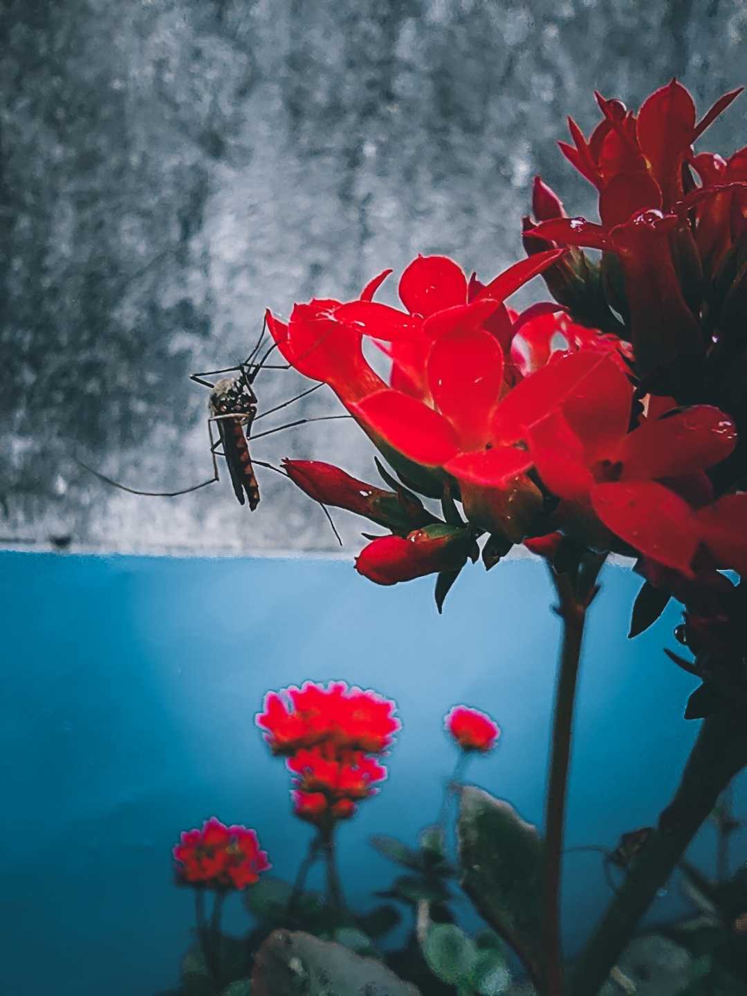 Macro Shot