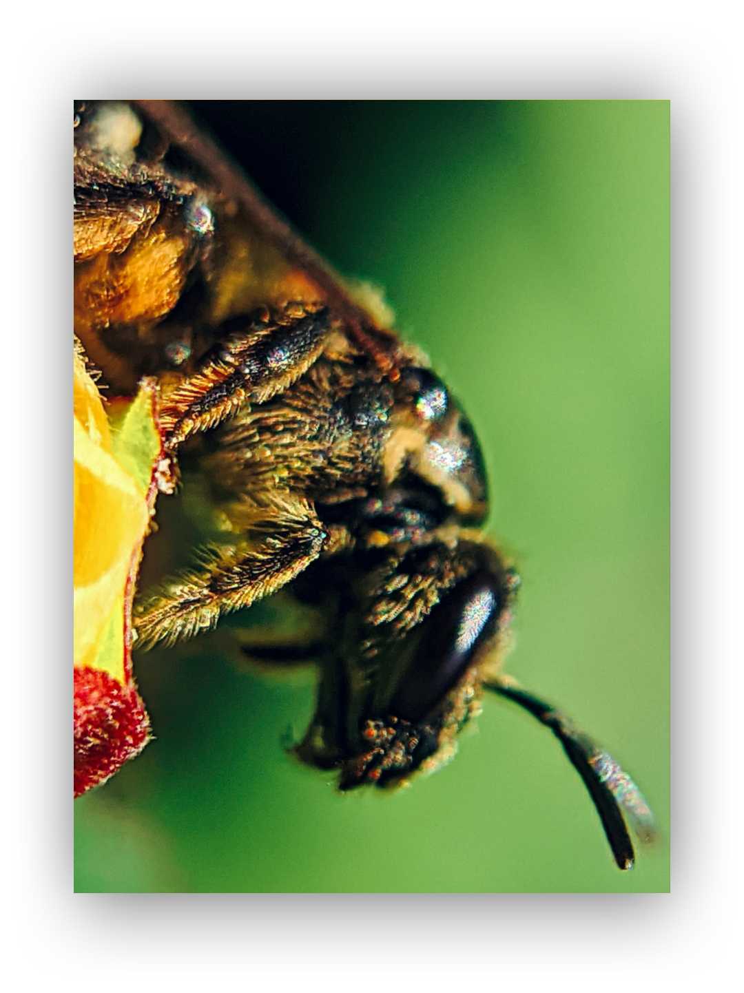 Lebah (Bees)
Serangga
