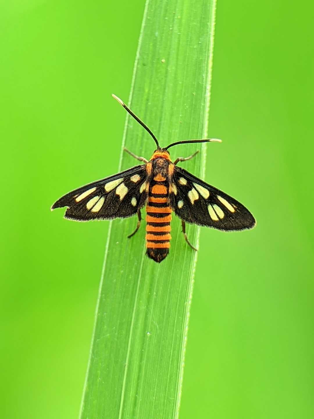 Amata huebneri 🦋
