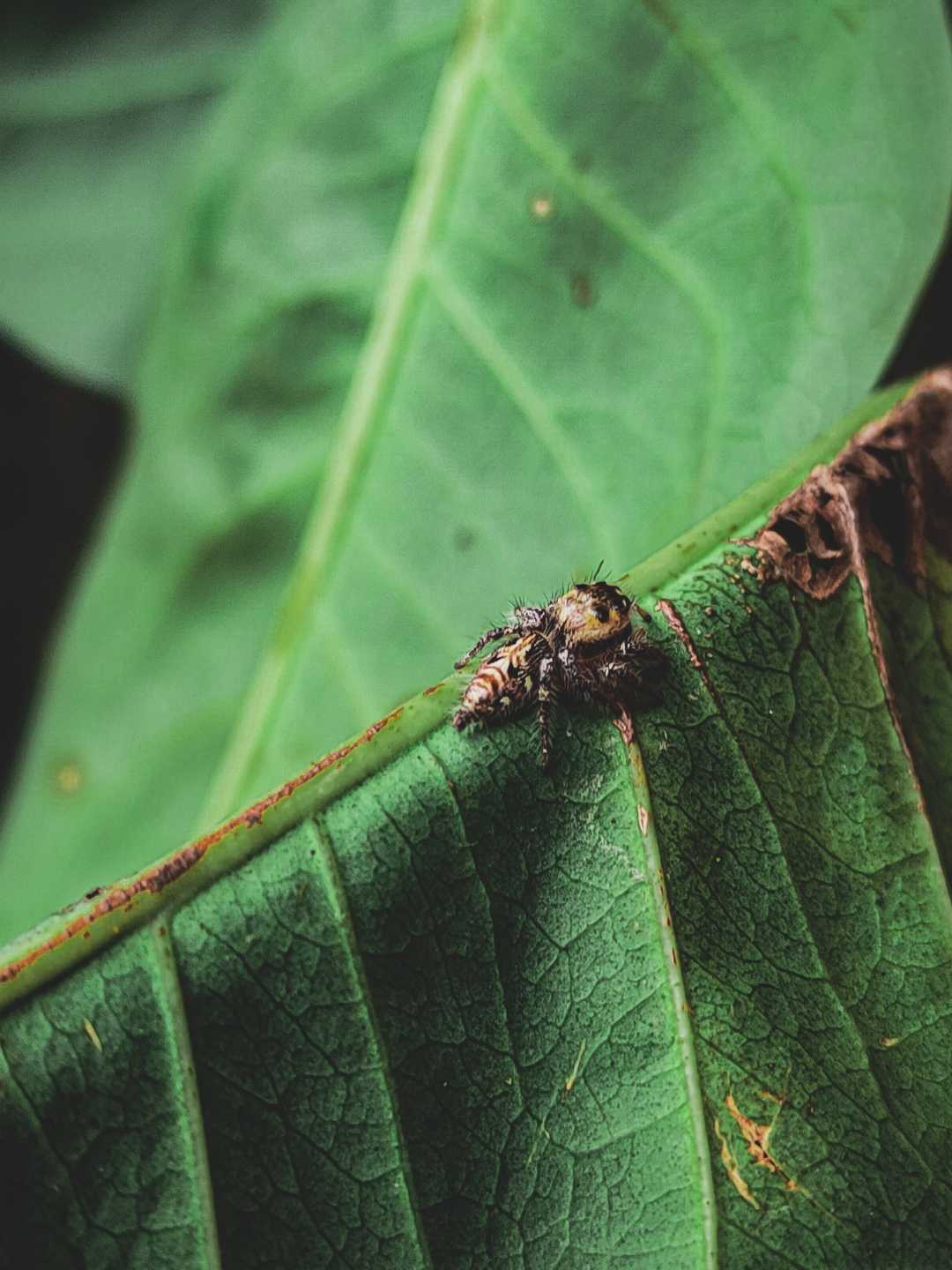 Phidippus Clarus🕷️..!