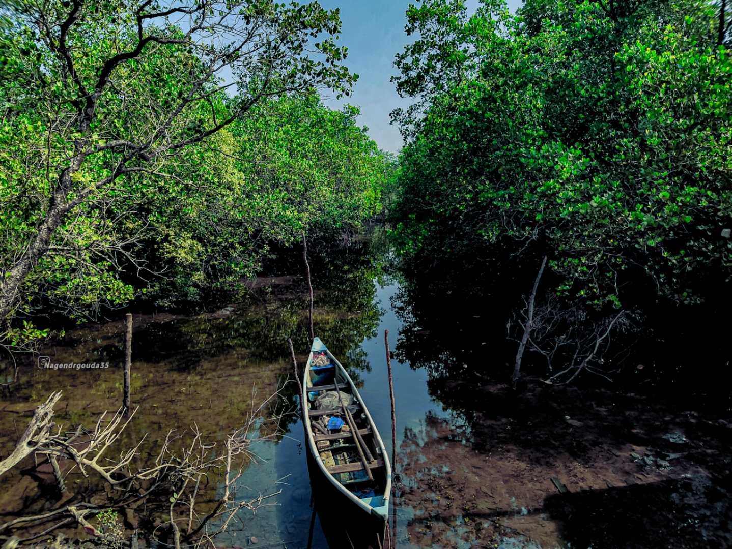 mangroves