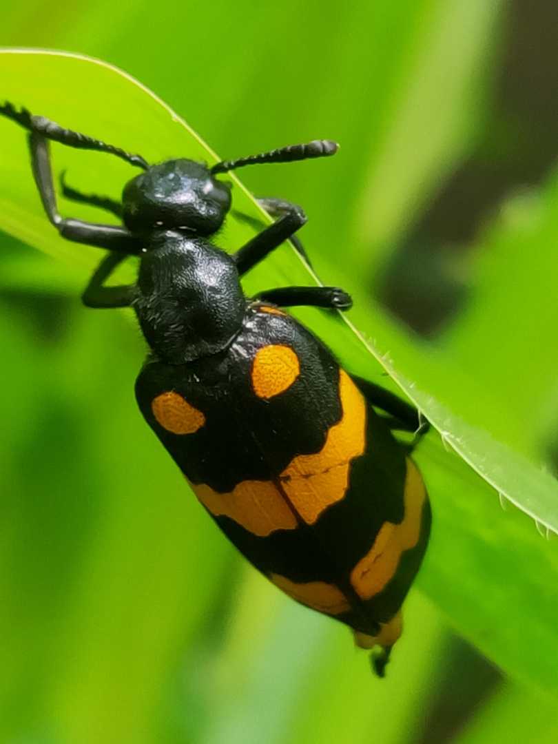 Hycleus Polymorphus