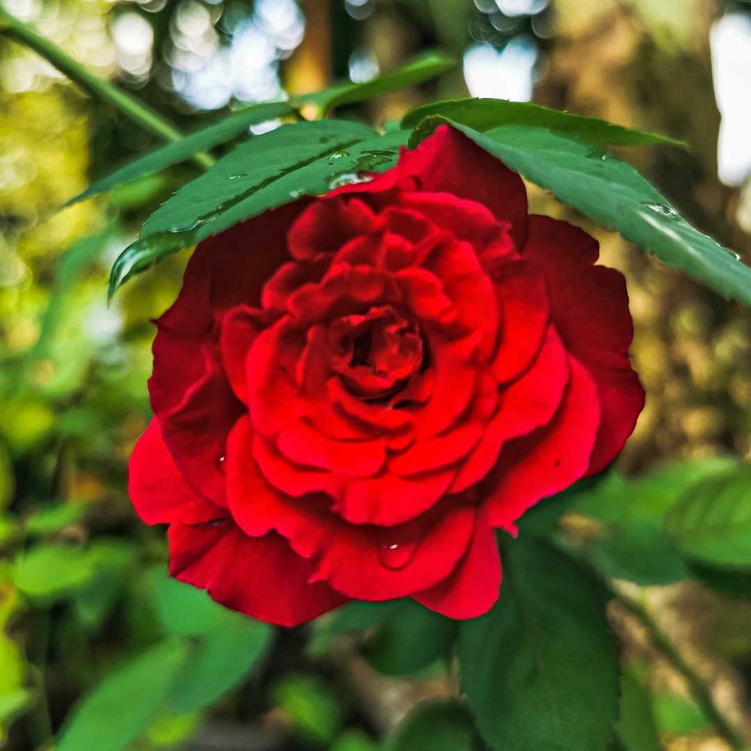 Red Rose