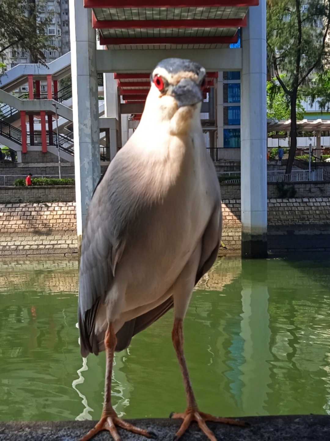 angry bird 