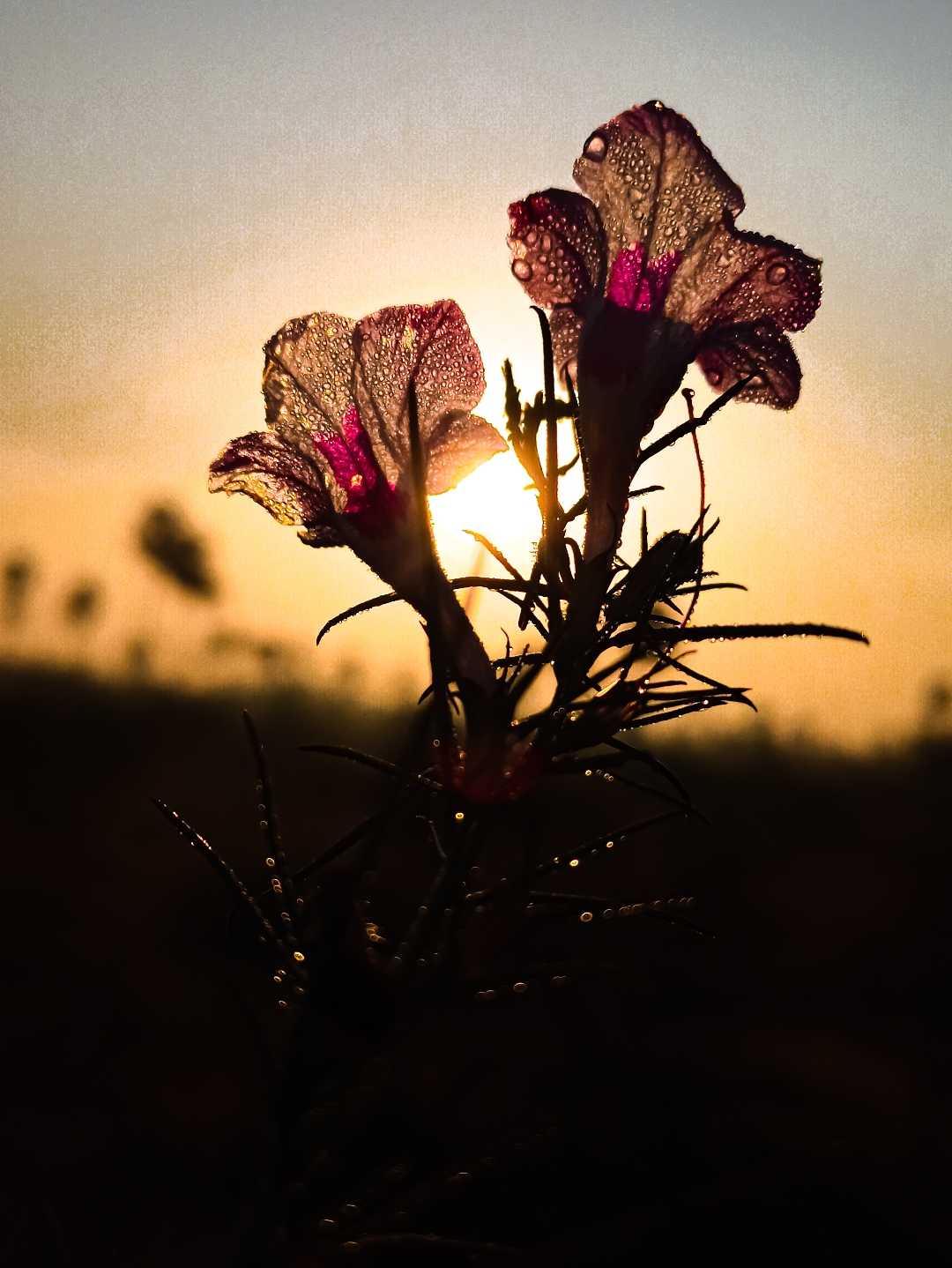 morning dew 