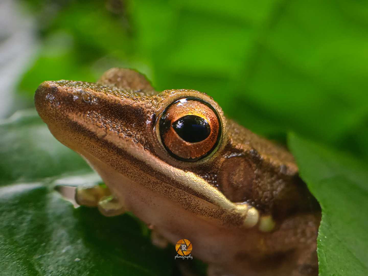Katak