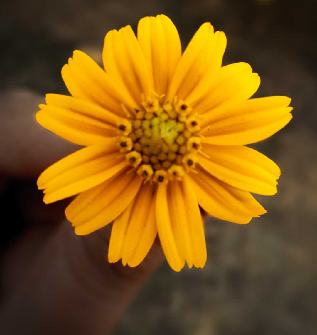 Flower 🌼