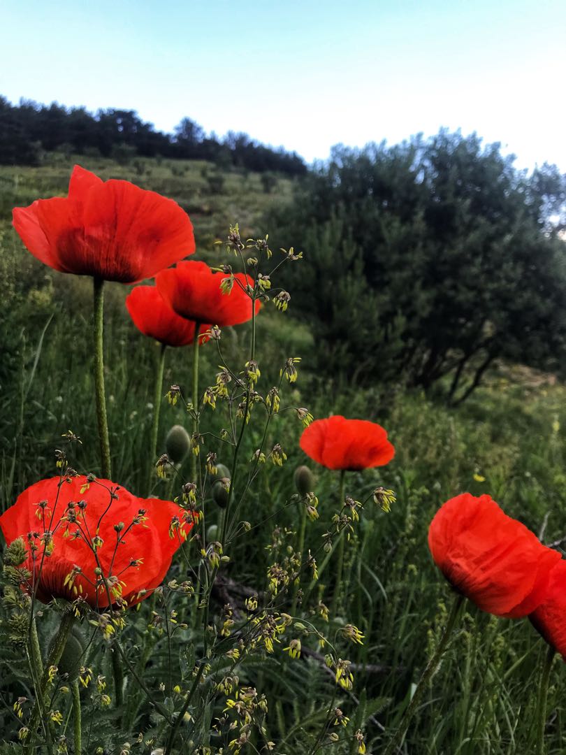 Dağ Lalesi / Mountain Tulip
