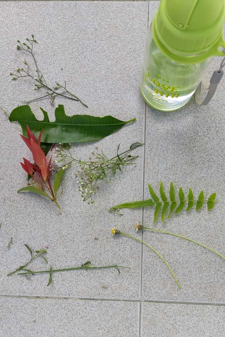 Hijau 🌿