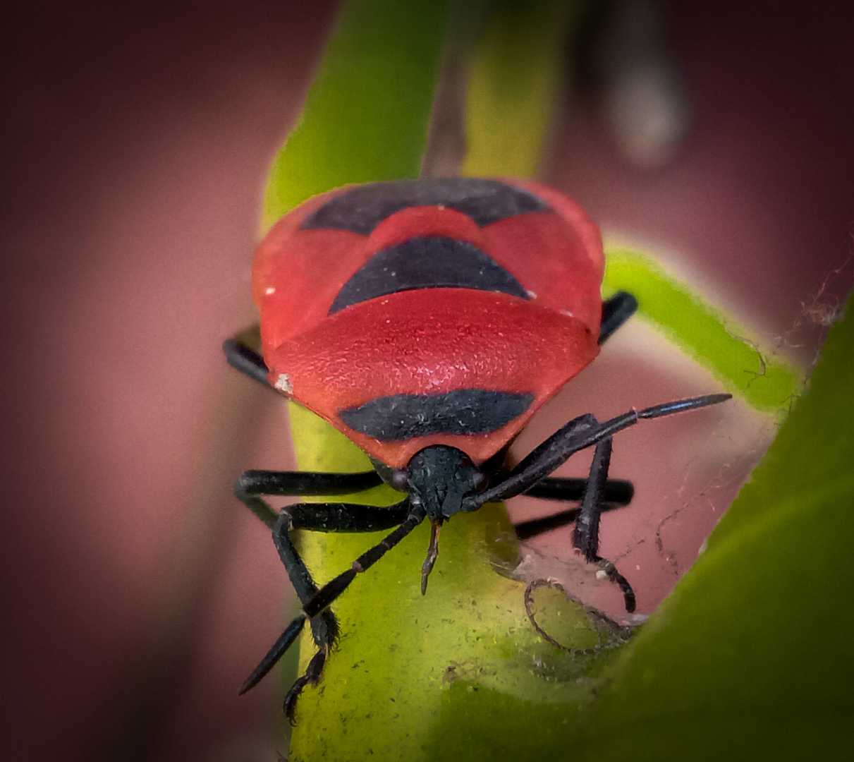 Red Bug