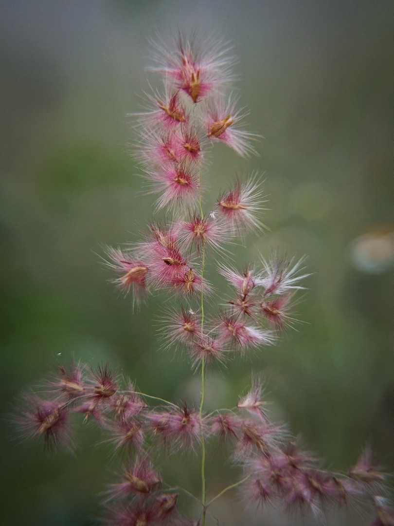 Natal grass.