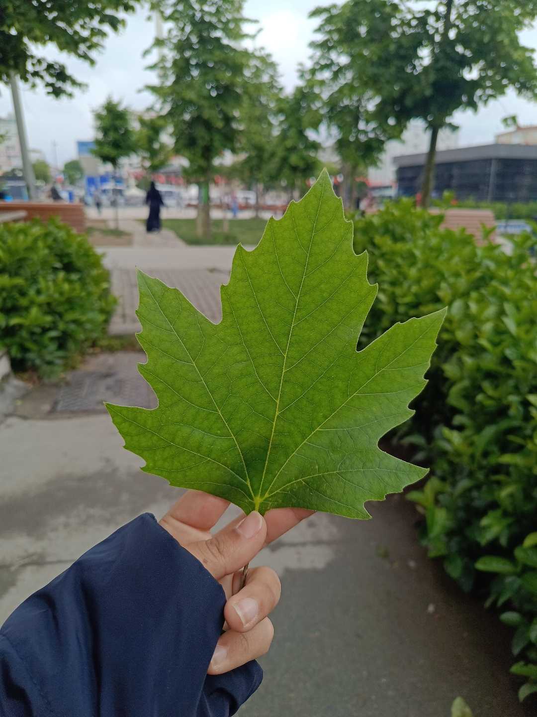 Leaf 🍃(Yaprak)
