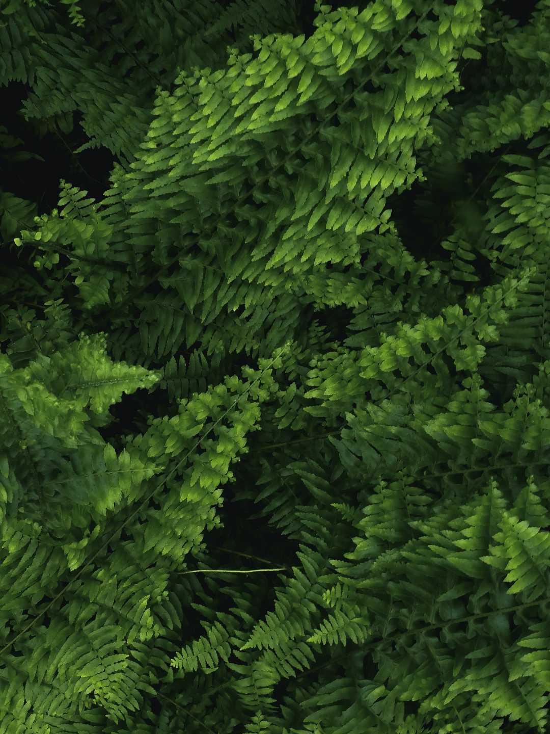 Patterns of nature 
