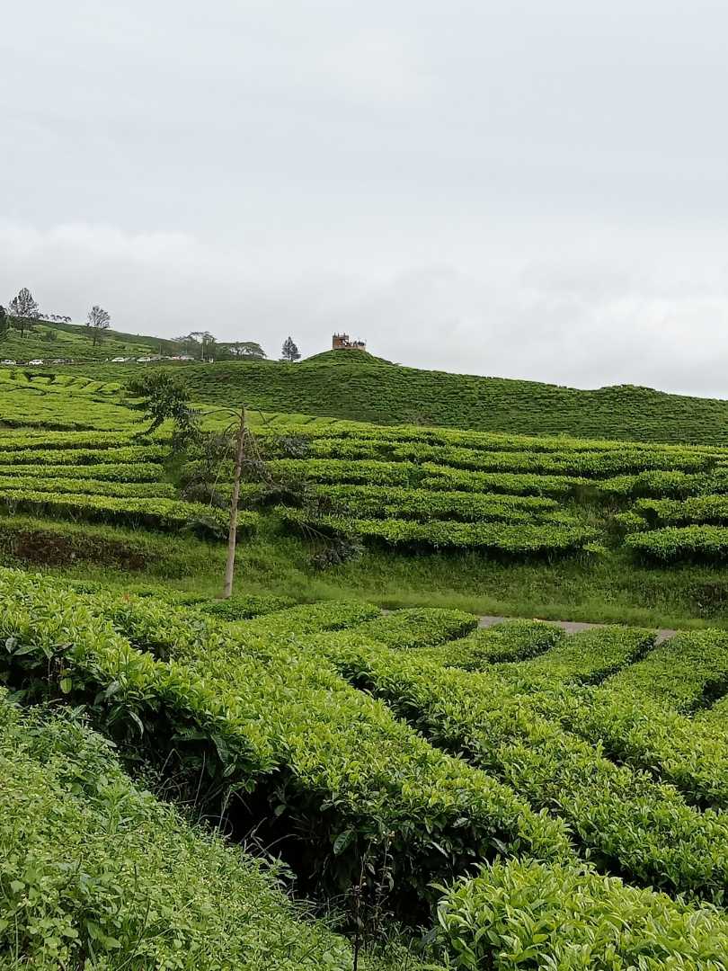 Mount Dempo tea plantation