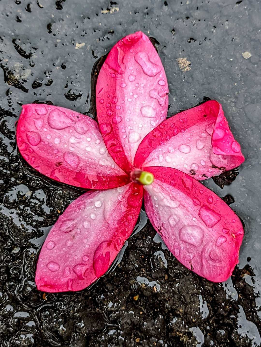 Rain kissed petals
