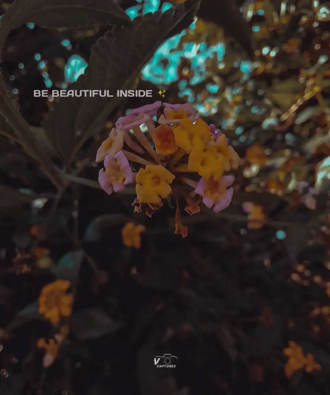 Flower Photography 🌸